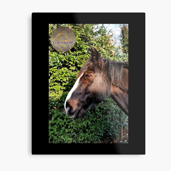 Mr P's Collection Metal Print