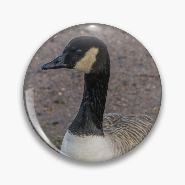 Item preview, Portrait od a Canada Goose Branta Canadensis designed and sold by Cameranick.