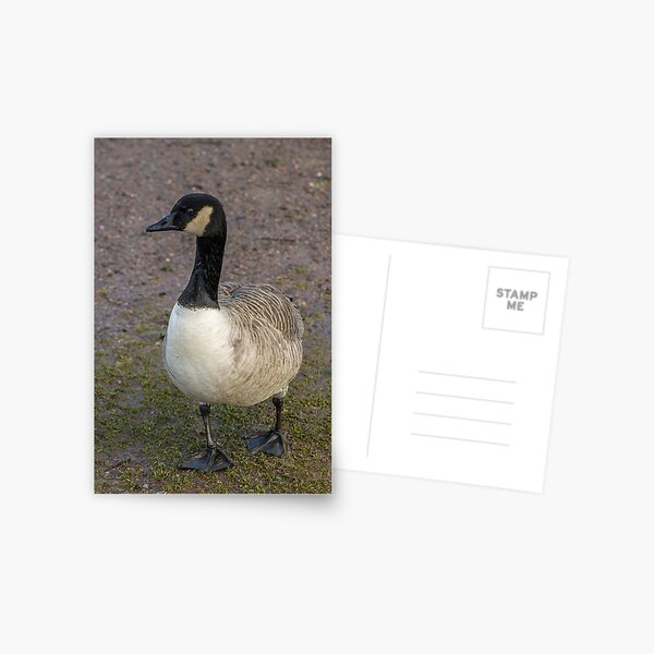 Item preview, Portrait od a Canada Goose Branta Canadensis designed and sold by Cameranick.