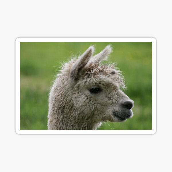 Alpacabagthen Sticker