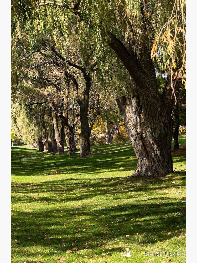 Póster «Sauces llorones» de brendapics Redbubble