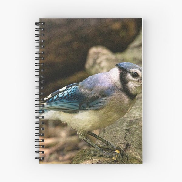 Item preview, Blue Jay in the park designed and sold by Brenda Dickie.