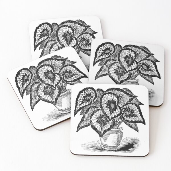Victorian illustration of Rex Begonia Coasters (Set of 4)