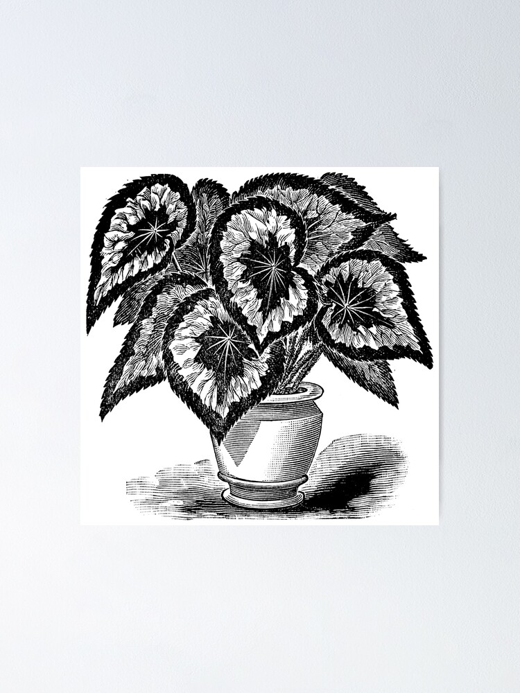 Victorian illustration of Rex Begonia
