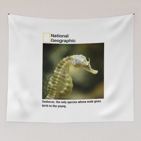Item preview, Seahorse Interesting Fact designed and sold by being trendy.