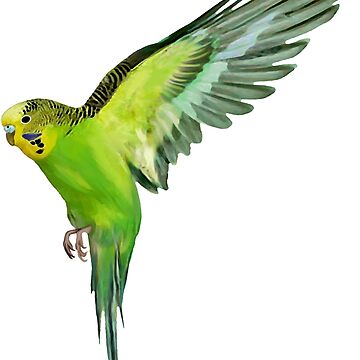 flying budgie, bird pet, lover
