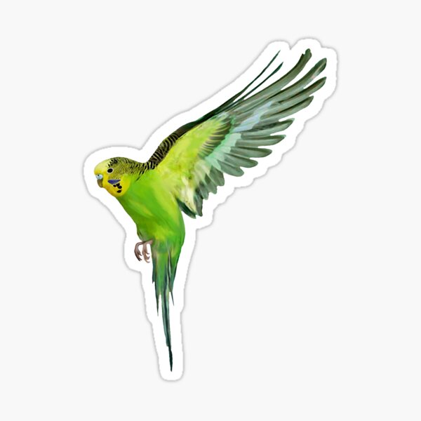 flying budgie, bird pet, lover flying budgie, bird pet, lover