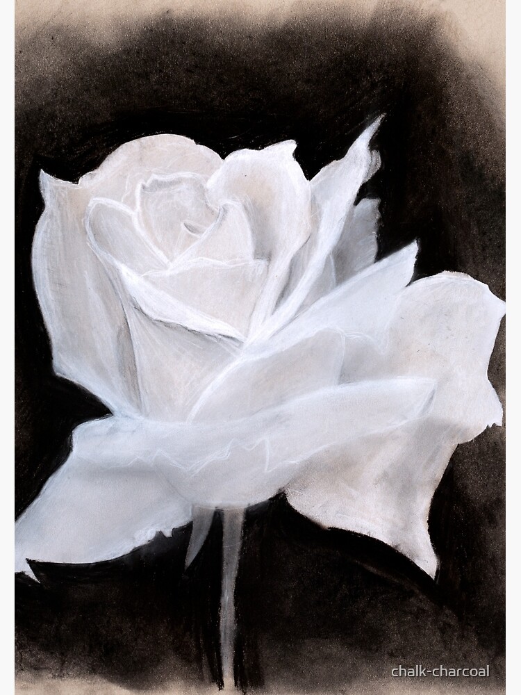 Chalk & Charcoal White Rose Drawing Notebook by chalk-charcoal
