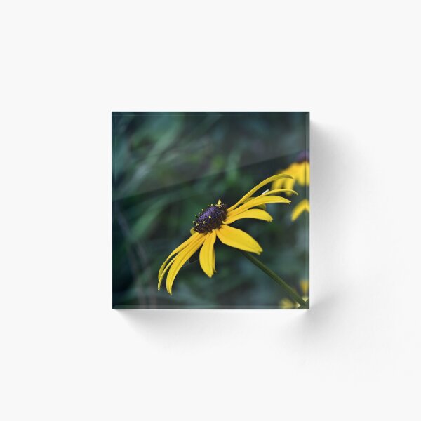 Item preview, Black-eyed Susan designed and sold by KathrynEckerman.