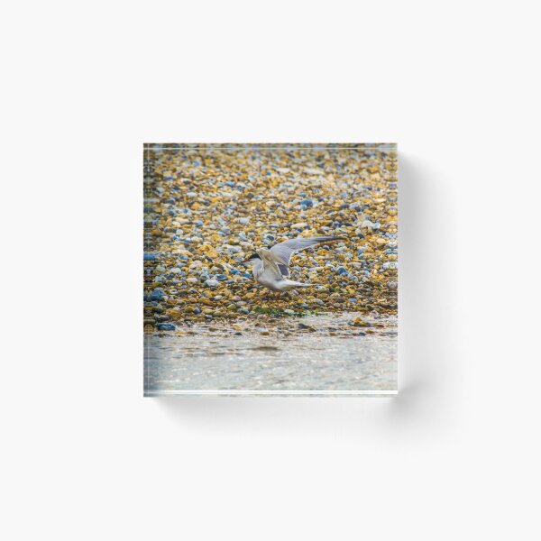 Item preview, Seagull designed and sold by SzendeB.