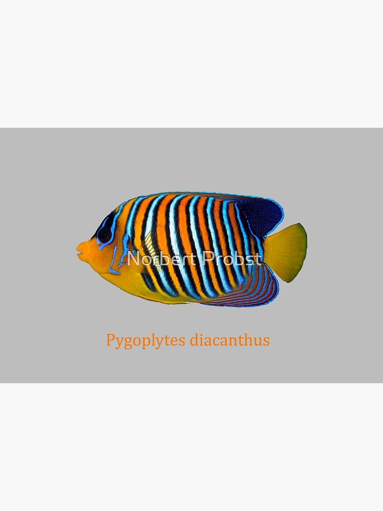 Discover Peacock Angelfish - Pygoplytes diacanthus Bath Mat