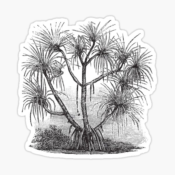 pandanus candelabrum Sticker