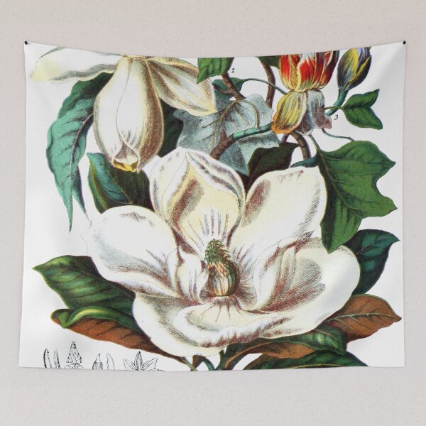 Item preview, Magnoliaceæ from Illustrations of the natural orders of plants (1868) designed and sold by Douglas E. Welch Design and Photography.