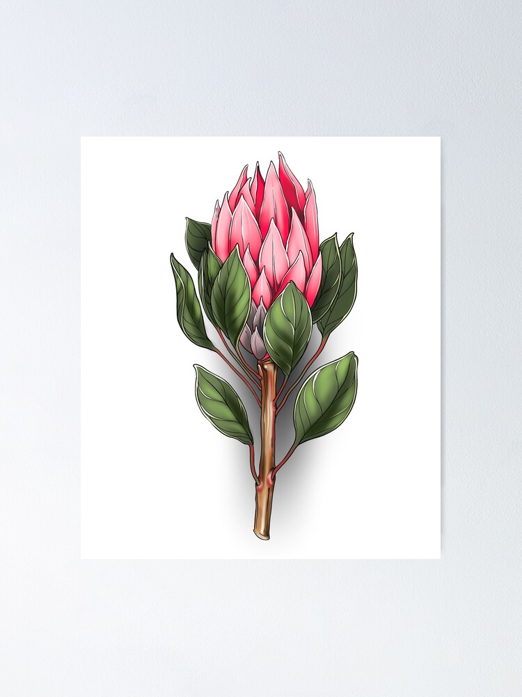 Share 80+ protea flower tattoo best - in.eteachers