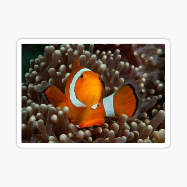 False Clown Anemonefish, Kapalai, Sabah, Malaysia Sticker