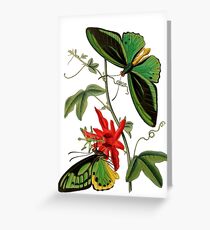 FF - Butterfly-5 Greeting Card