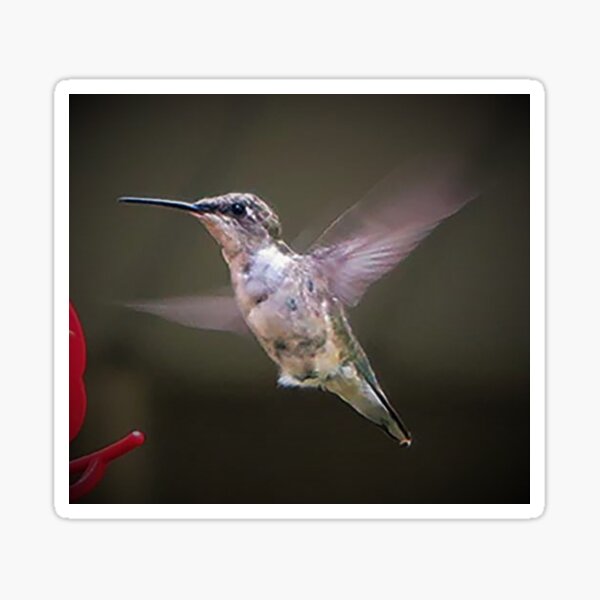 Hummingbird in flight 258 Sticker
