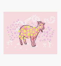 Goat rolled on flower garden Photographic Print