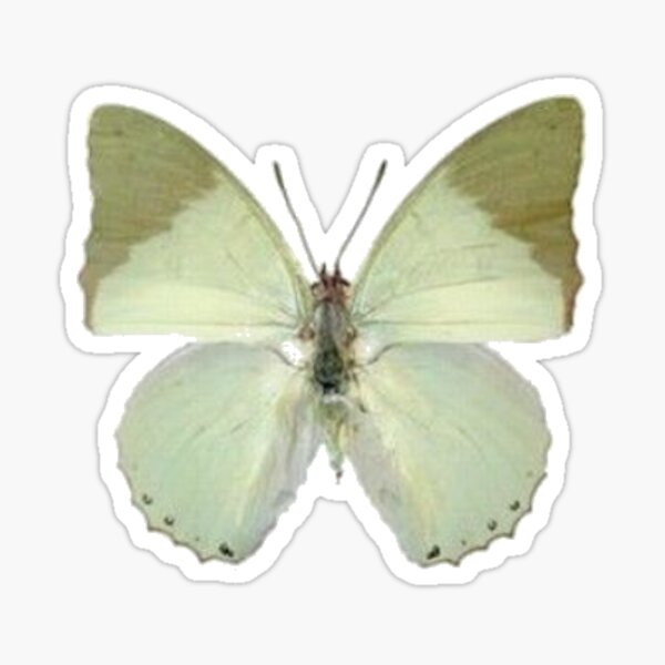 sage green moth Sticker