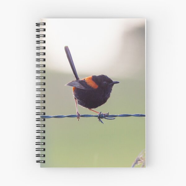 Item preview, Red-backed Fairy-wren (Malurus melanocephalus) designed and sold by Trent Townsend.