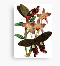 FF - Butterfly-6 Canvas Print