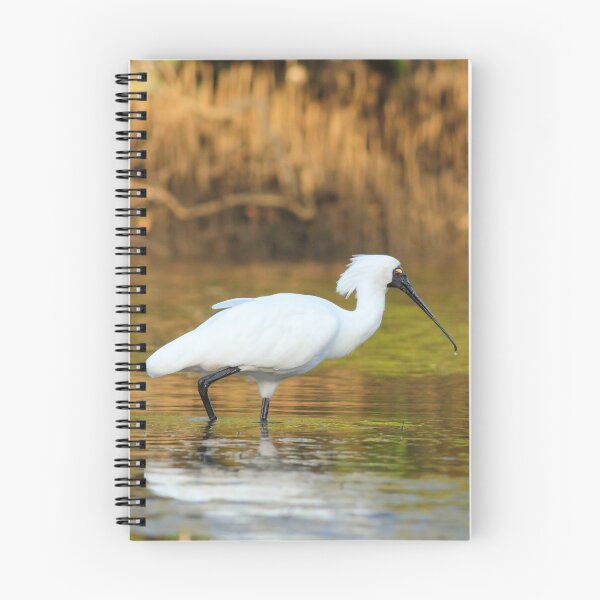 Item preview, Royal spoonbill (Platalea regia) designed and sold by Trent Townsend.