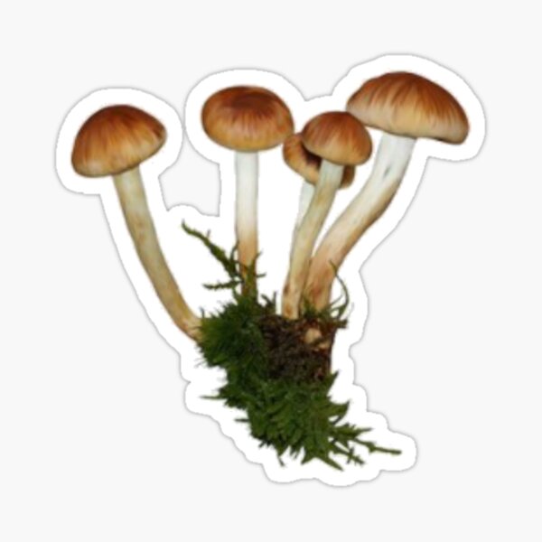 forest mushroom foraging Sticker
