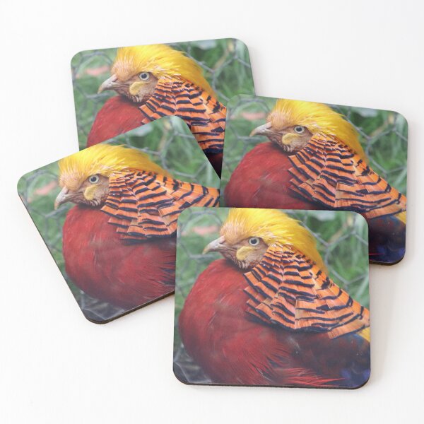 Item preview, golden pheasant at Wings Wildlife Park designed and sold by Gaylene Norton.