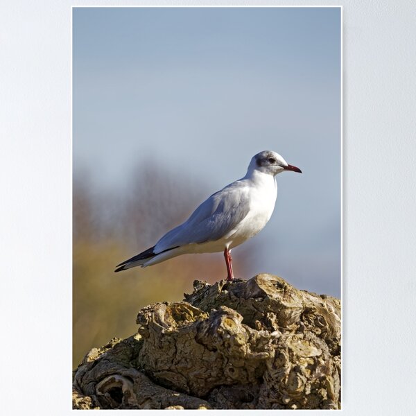 Item preview, Black-headed Gull (Larus ridibundus) designed and sold by Andy Harker.