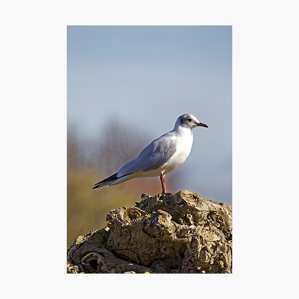 Item preview, Black-headed Gull (Larus ridibundus) designed and sold by Andy Harker.