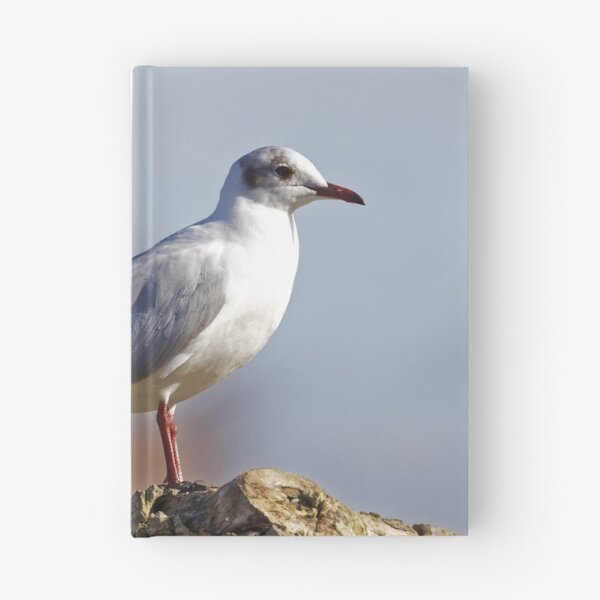 Artikelvorschau, Lachmöwe (Larus ridibundus) entworfen und verkauft von Andy Harker.