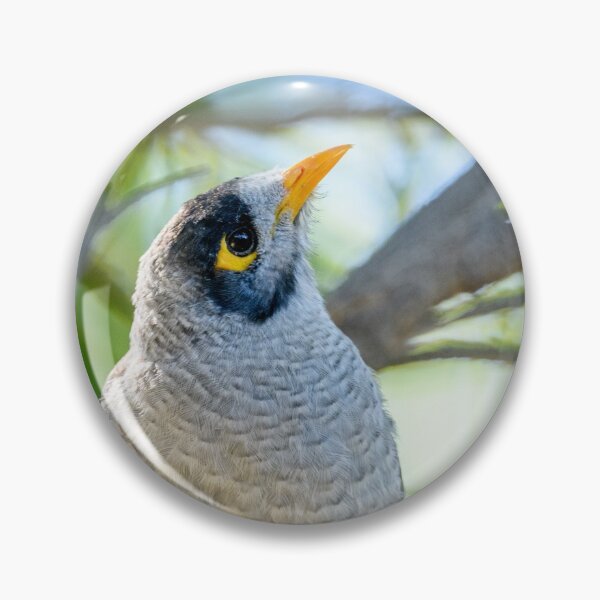 Item preview, Noisy Miner 05 designed and sold by Werner Padarin.