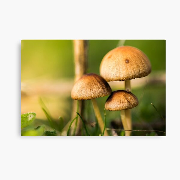 Wonderful nature 17 Canvas Print