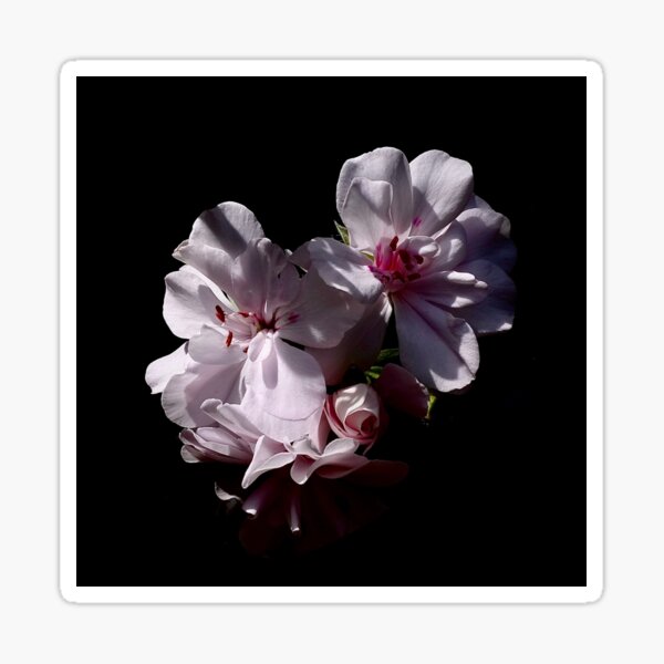 Pink Flower With Contrast Shadows Sticker