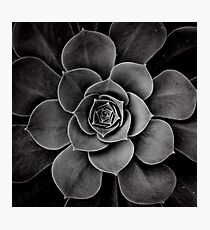 levels of plant Photographic Print