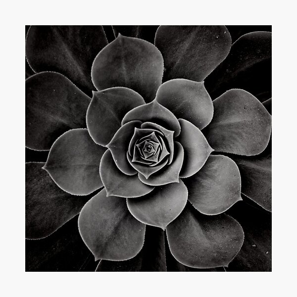 levels of plant Photographic Print