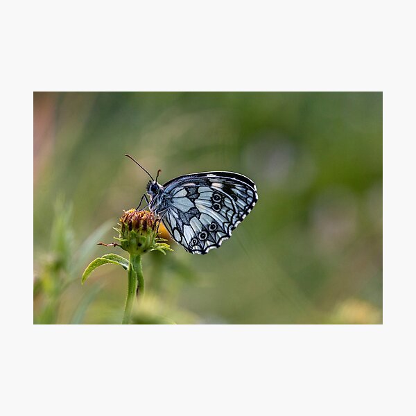 Marbled white butterfly Photographic Print