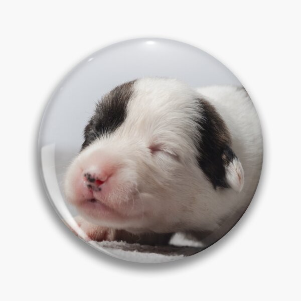 Artikelvorschau, The tiny newborn corgi puppy with a small toys. Welsh Corgi Cardigan. entworfen und verkauft von Alexander Sorokopud.