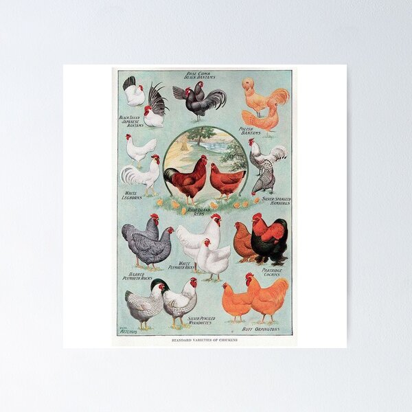 Vista previa del artículo con la obra «Cartel de pollo vintage», diseñado y vendido por ApiStore.