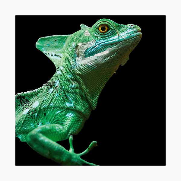 Item preview, Iguana verde designed and sold by TRISHULs.