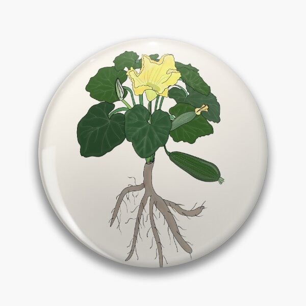 Item preview, Courgette (zucchini): root, plant, leaves, flowers, fruit designed and sold by NatureNature.