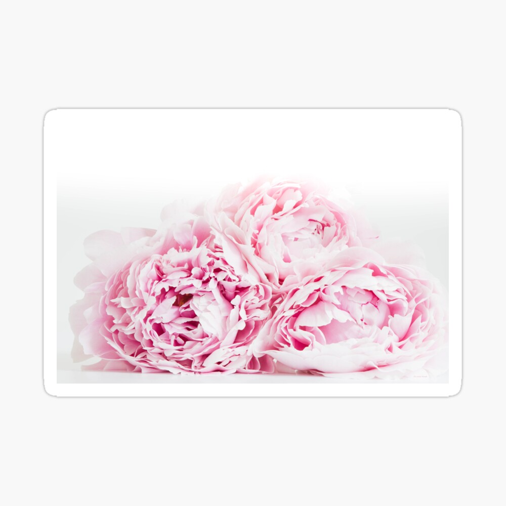 Póster «Romance de peonía rosa» de Louise-Howell | Redbubble