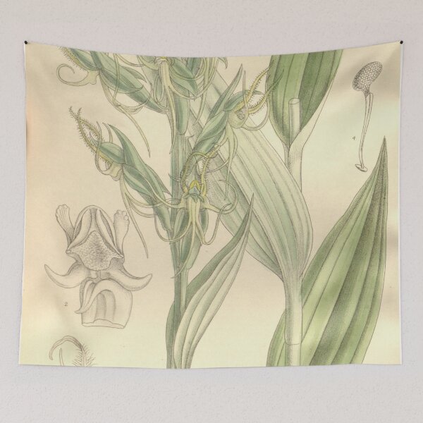 Item preview, Habenaria elwesii Curtis' 122 (Ser. 3 no. 52) pl 7478 (1896) designed and sold by EsotericBotanic.