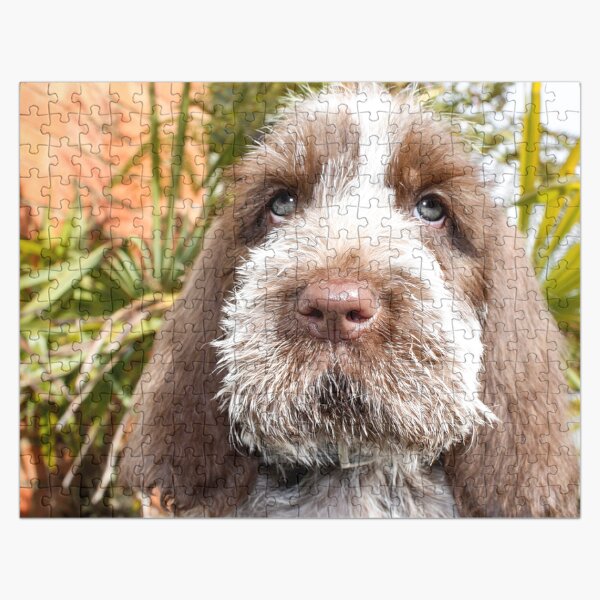 Sitting puppy Spinone Jigsaw Puzzle