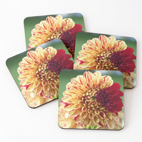 Item preview, a whim of nature - two-tone dahlia designed and sold by Kriti68.