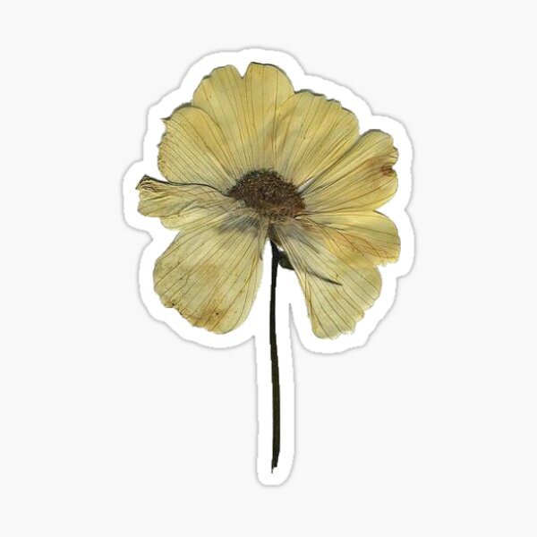 6pc Pressed Flowers Stickers - Large Premium Clear Stickers with Colorful  Lifelike Dried Flower Designs