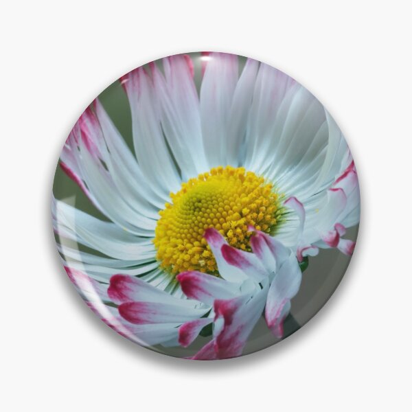 Item preview, Bellis Daisy. designed and sold by John Ray.