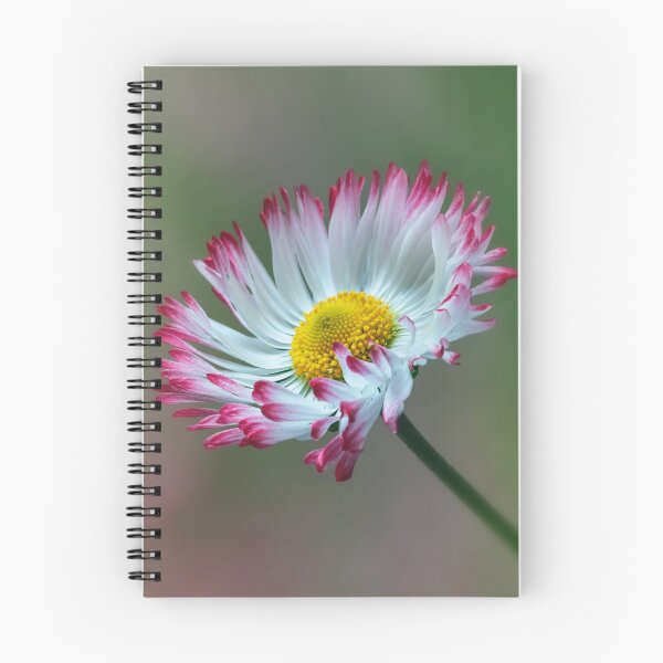 Item preview, Bellis Daisy. designed and sold by John Ray.