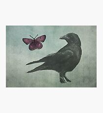 Black Crow and Butterfly Photographic Print