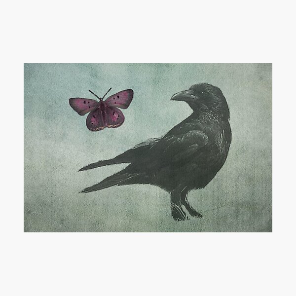 Black Crow and Butterfly Photographic Print